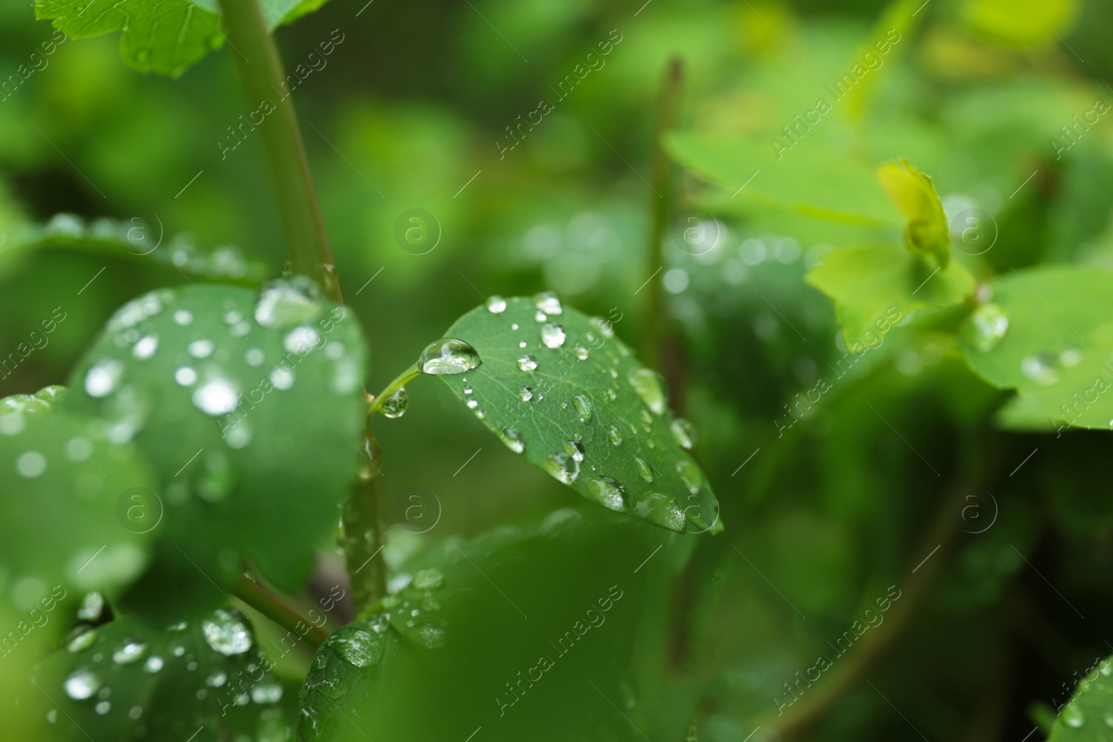 Photo of Green plant with wet foliage outdoors on rainy day, closeup
