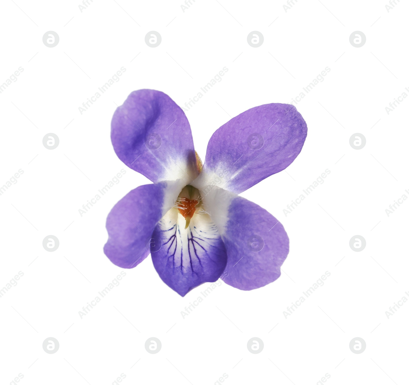 Photo of Beautiful wood violet on white background. Spring flower