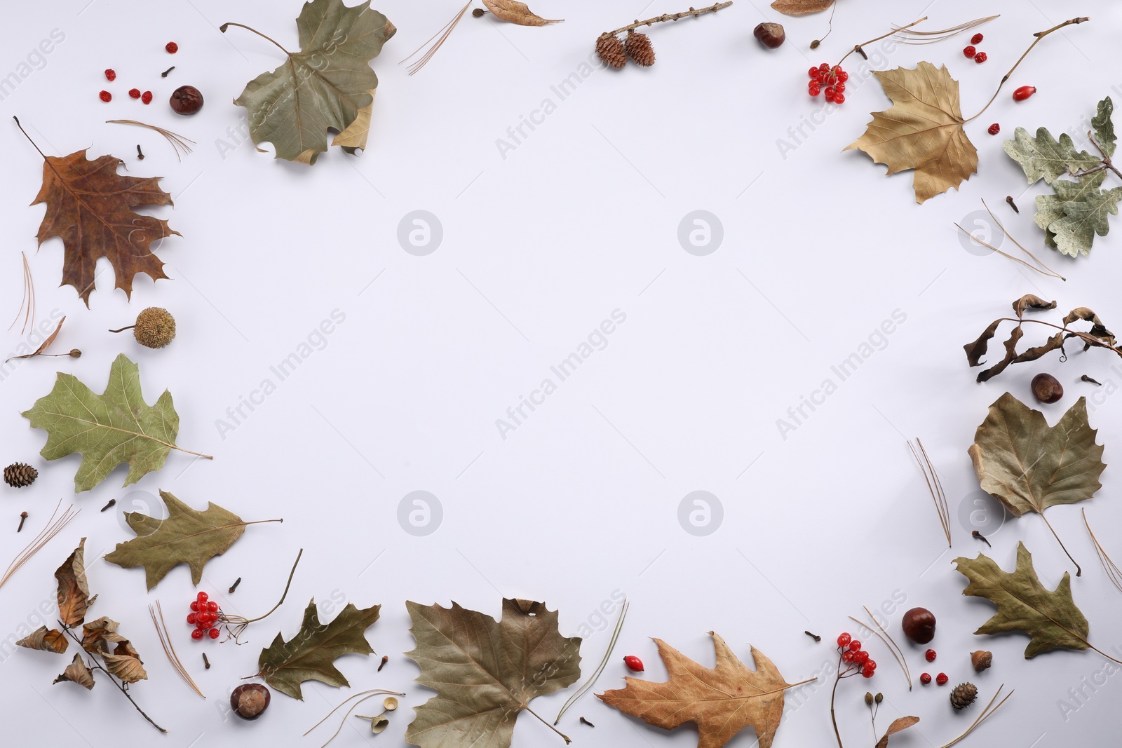 Photo of Frame of autumn leaves, berries, cones and chestnuts on white background, flat lay. Space for text