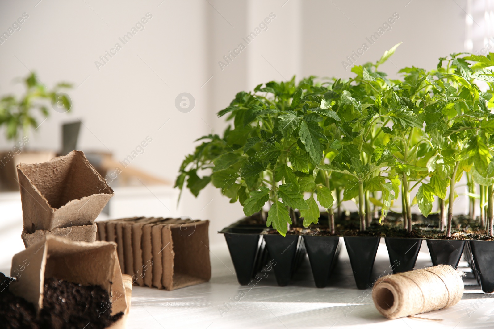 Photo of Green tomato seedlings and peat pots on white table