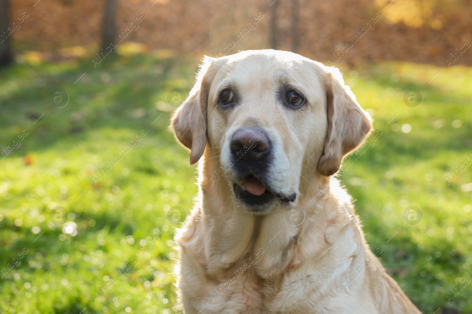 Photo of Cute Labrador Retriever dog in sunny autumn park