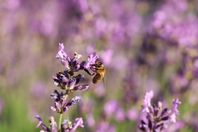 Photo of Closeup view of beautiful lavender with bee in field on sunny day