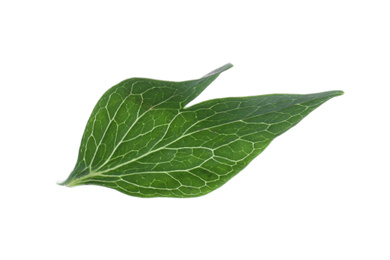 Fresh leaf of peony plant isolated on white