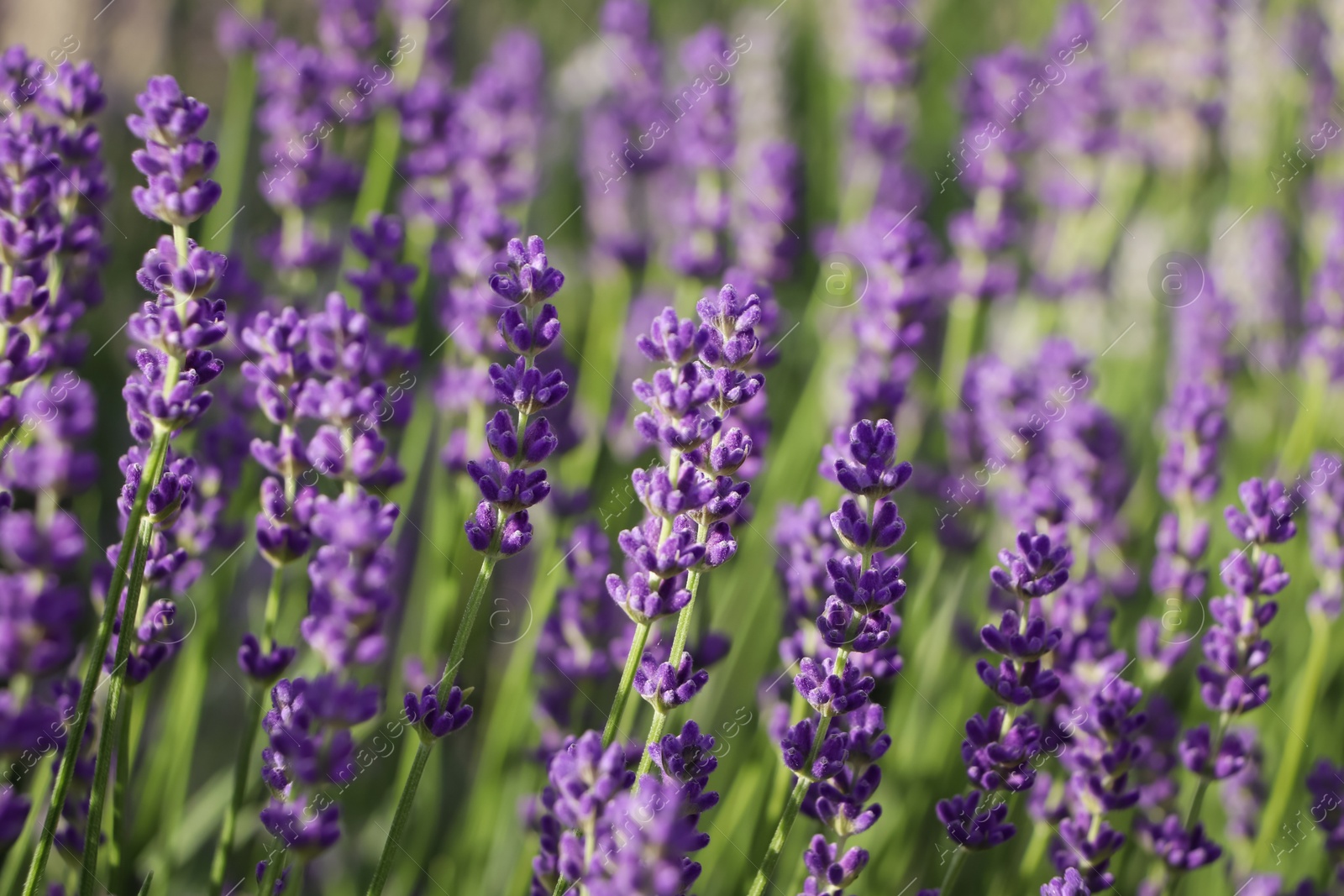 Photo of Beautiful blooming lavender plants in field on sunny day, closeup