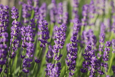 Beautiful blooming lavender plants in field on sunny day, closeup