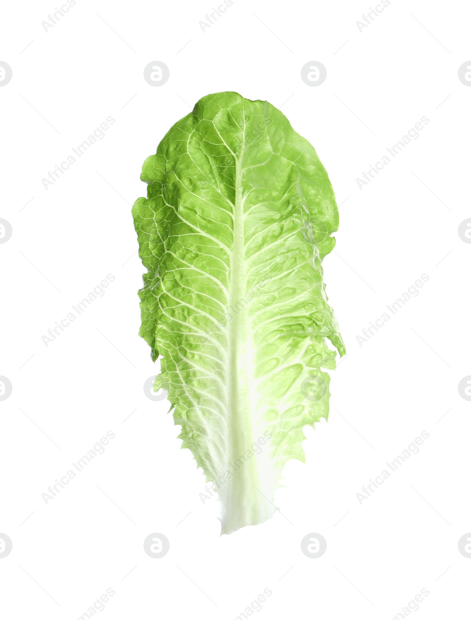 Photo of Fresh leaf of green romaine lettuce isolated on white