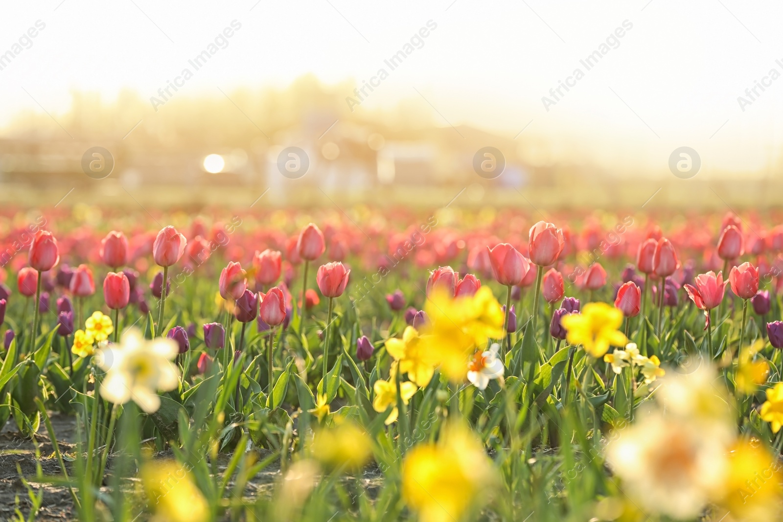 Photo of Field with fresh beautiful narcissus flowers on sunny day