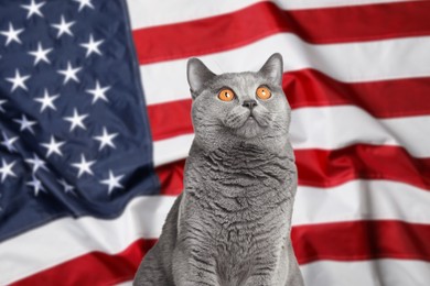 Image of Cute cat against national flag of United States of America