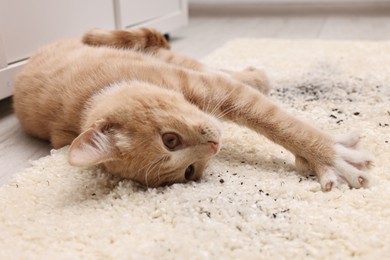 Photo of Cute ginger cat on carpet with scattered soil indoors