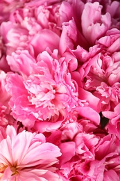 Fragrant peonies as background, closeup view. Beautiful spring flowers