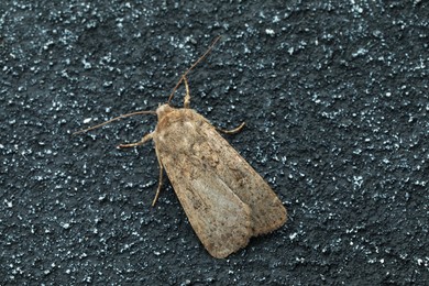 Photo of Paradrina clavipalpis moth on black textured background, top view