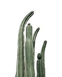 Image of Beautiful Saguaros cacti on white background. Color toned