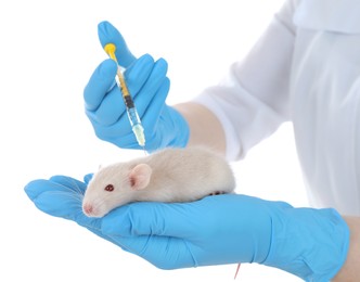 Photo of Scientist with syringe and rat on white background, closeup. Animal testing concept