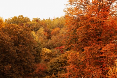 Photo of Beautiful view of forest on autumn day