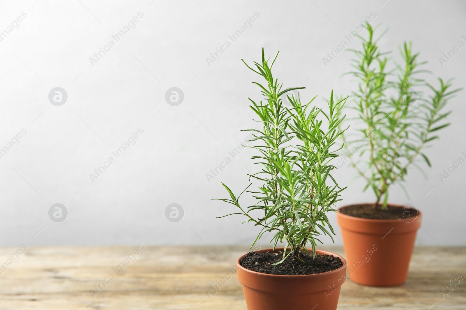 Photo of Potted green rosemary bushes against grey background. Space for text