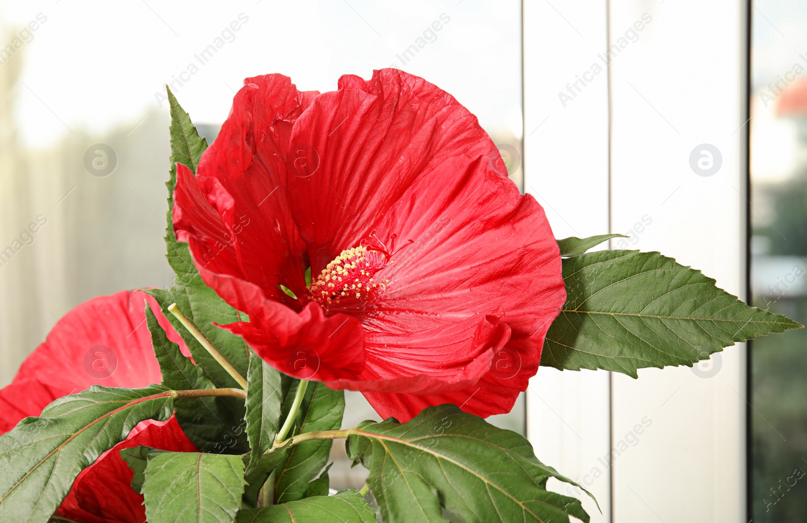 Photo of Beautiful red hibiscus flower near window indoors