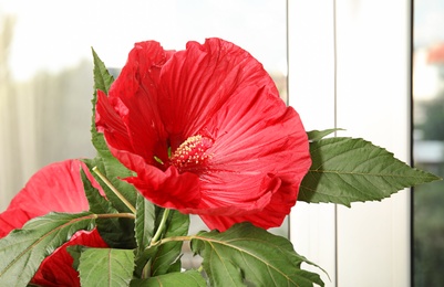 Photo of Beautiful red hibiscus flower near window indoors