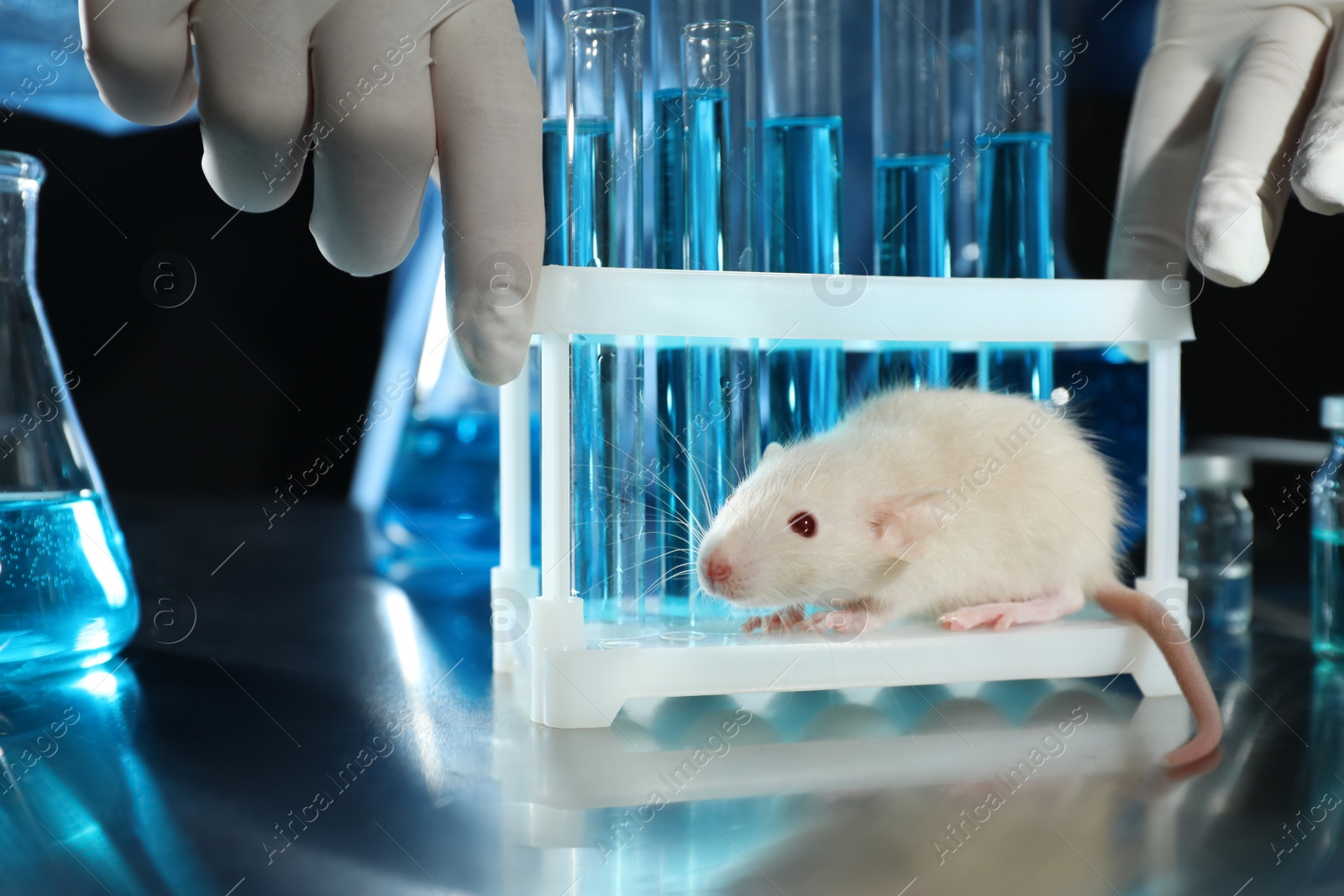 Photo of Scientist with rat in chemical laboratory, closeup. Animal testing