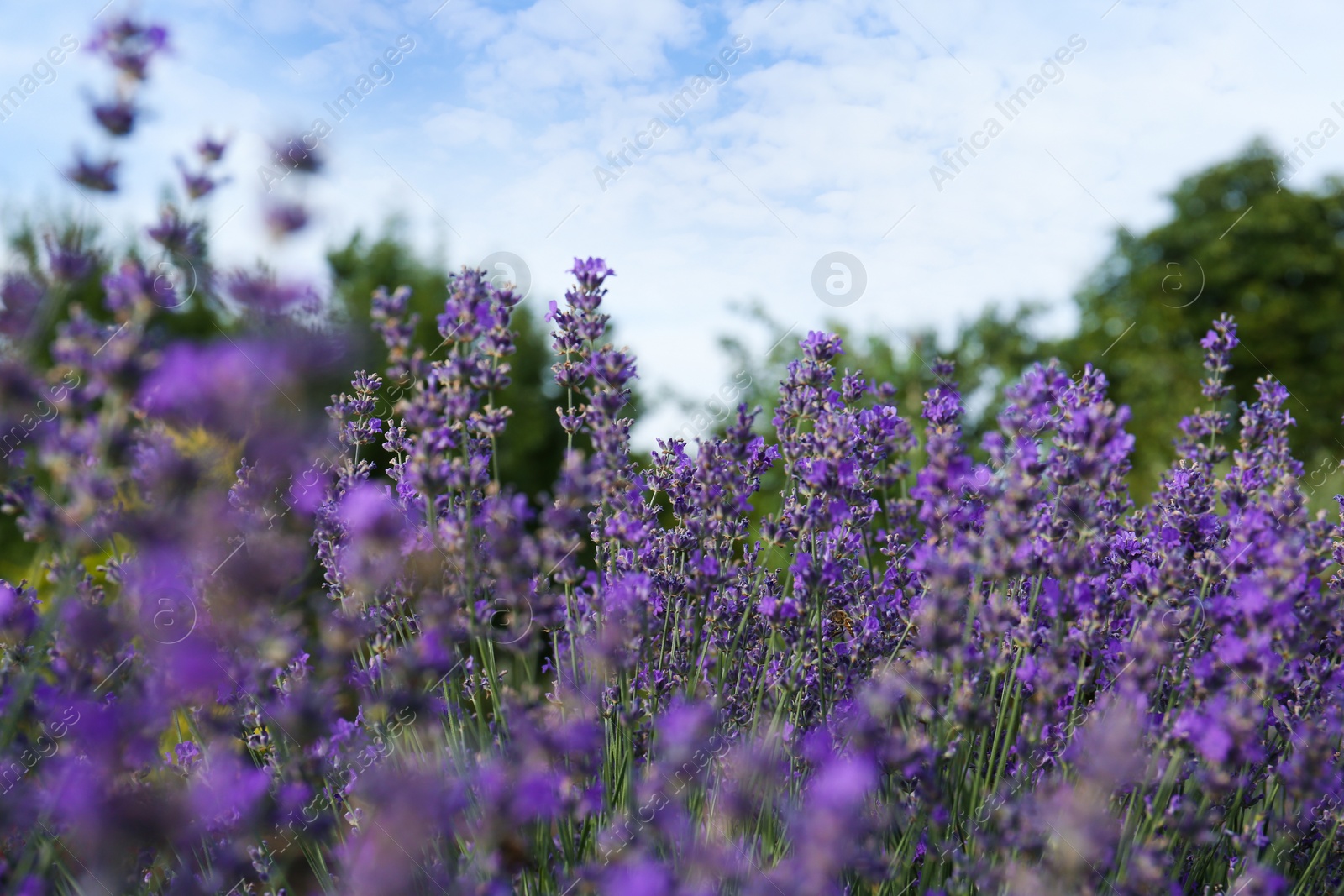 Photo of Beautiful blooming lavender plants growing in field