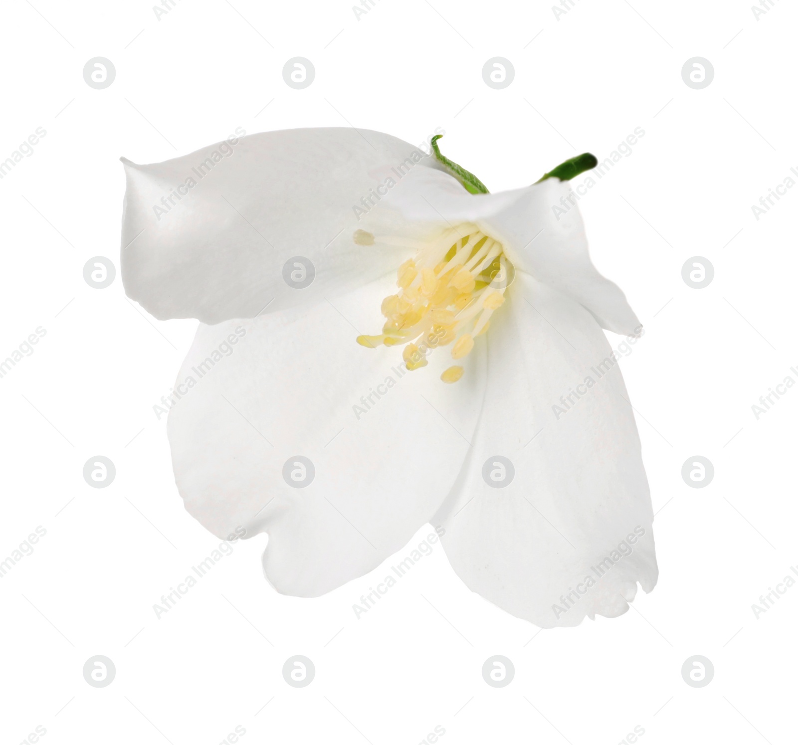 Photo of Beautiful delicate jasmine flower isolated on white