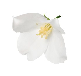 Photo of Beautiful delicate jasmine flower isolated on white