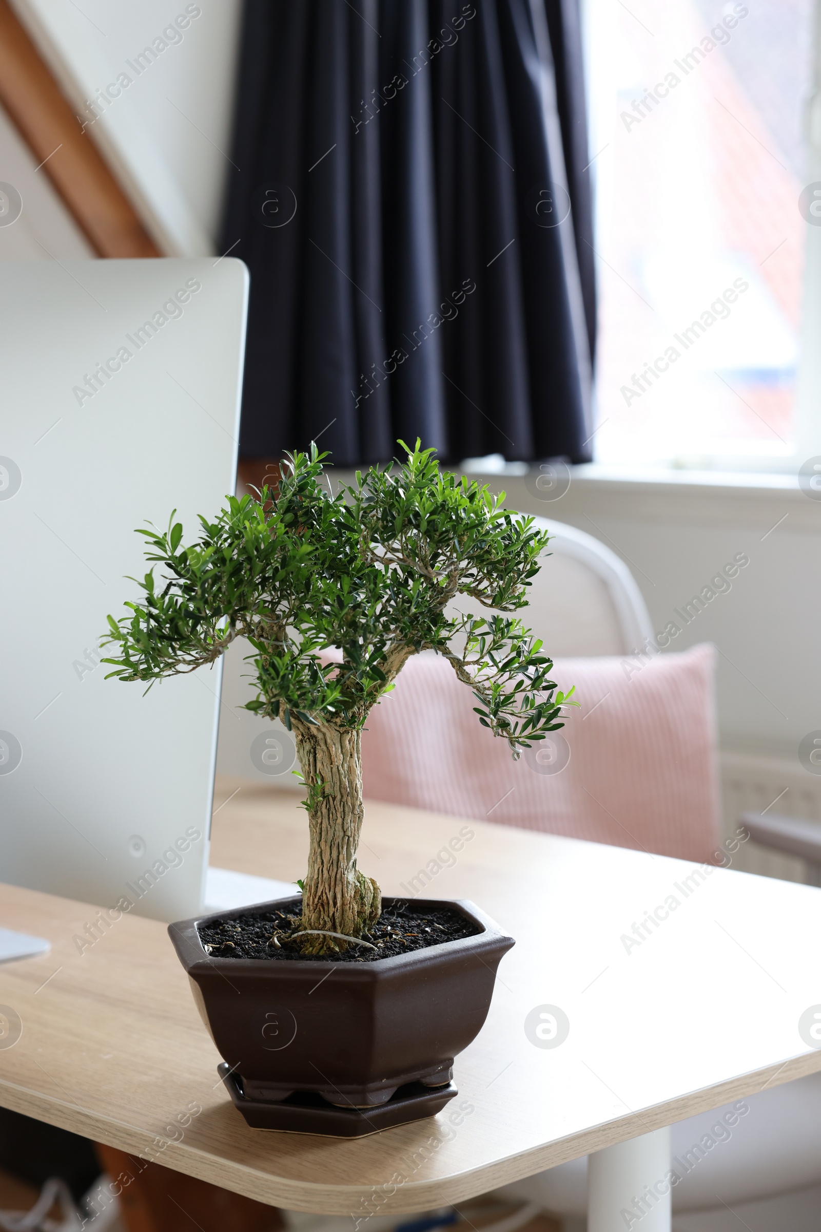 Photo of Beautiful bonsai tree in pot on wooden table indoors