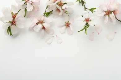 Spring tree branches with beautiful blossoms on white background, flat lay. Space for text