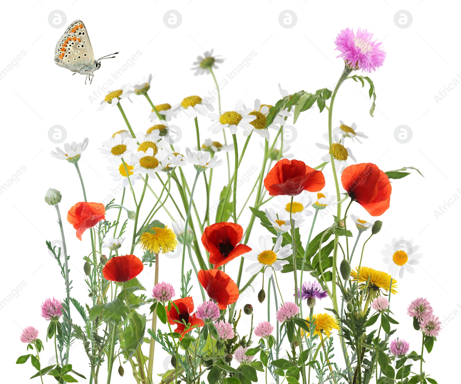 Image of Colorful meadow flowers and butterfly on white background