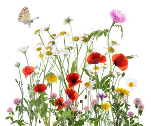 Colorful meadow flowers and butterfly on white background