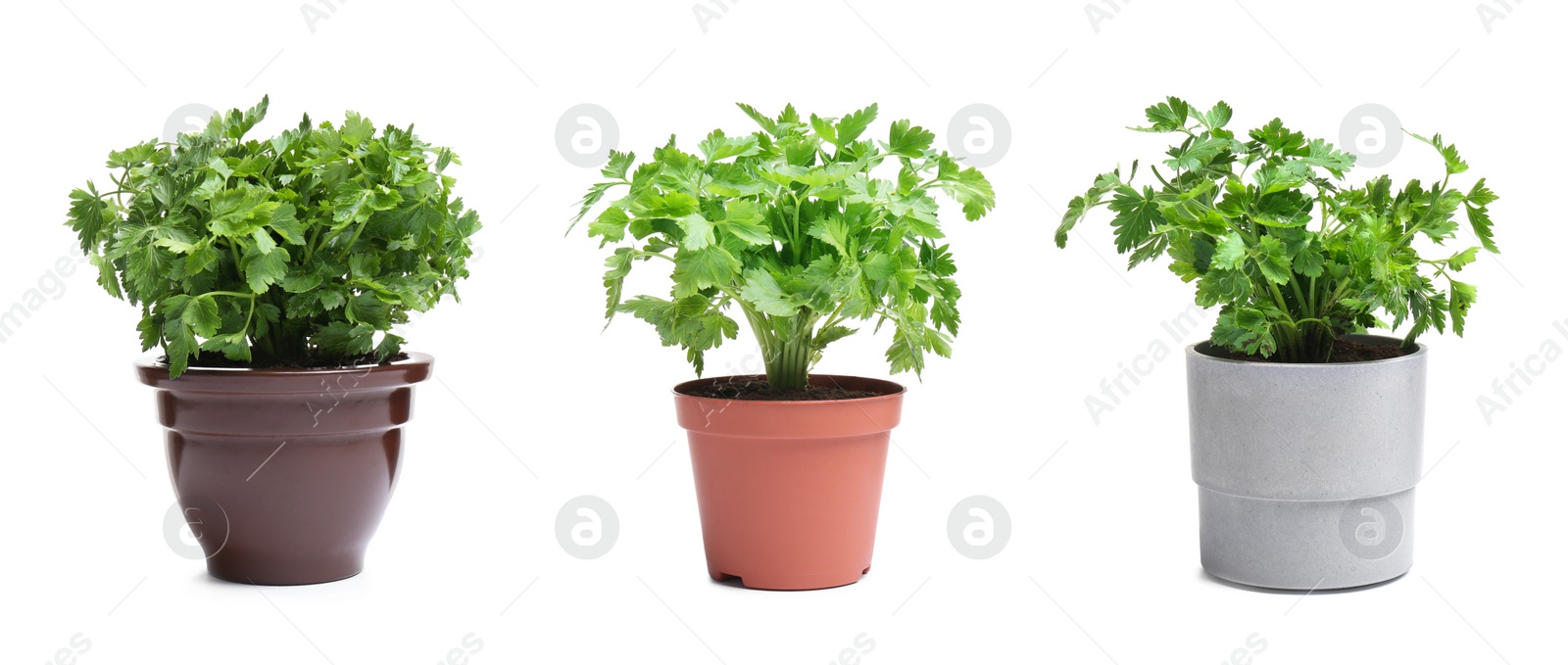 Image of Set with potted parsley plants on white background. Banner design