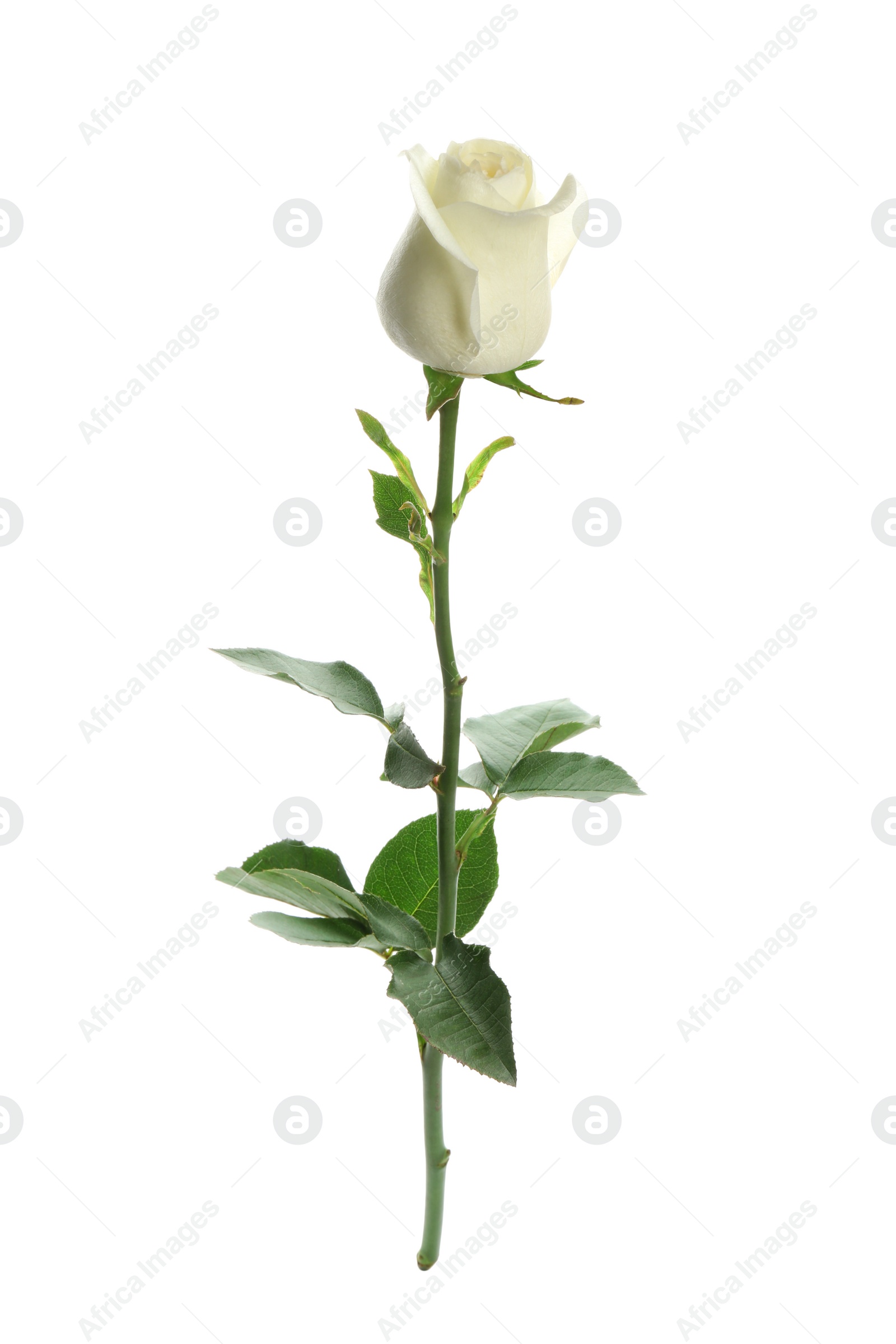 Photo of Beautiful fresh rose on white background. Perfect gift