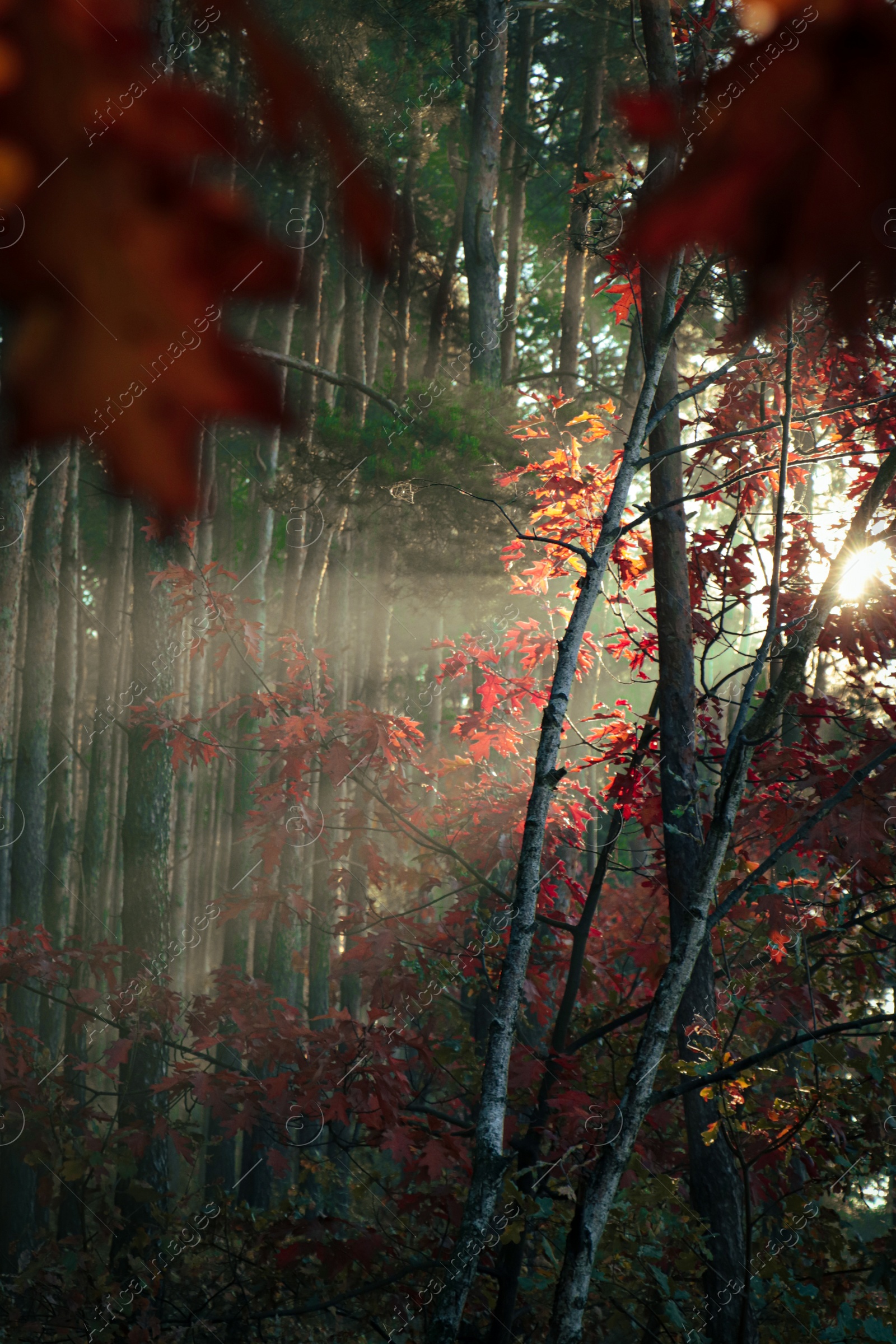 Photo of Majestic view of forest with sunbeams shining through yellowed trees. Autumn season