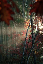 Majestic view of forest with sunbeams shining through yellowed trees. Autumn season