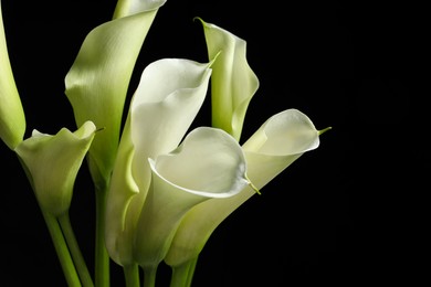 Photo of Beautiful calla lily flowers on black background, closeup