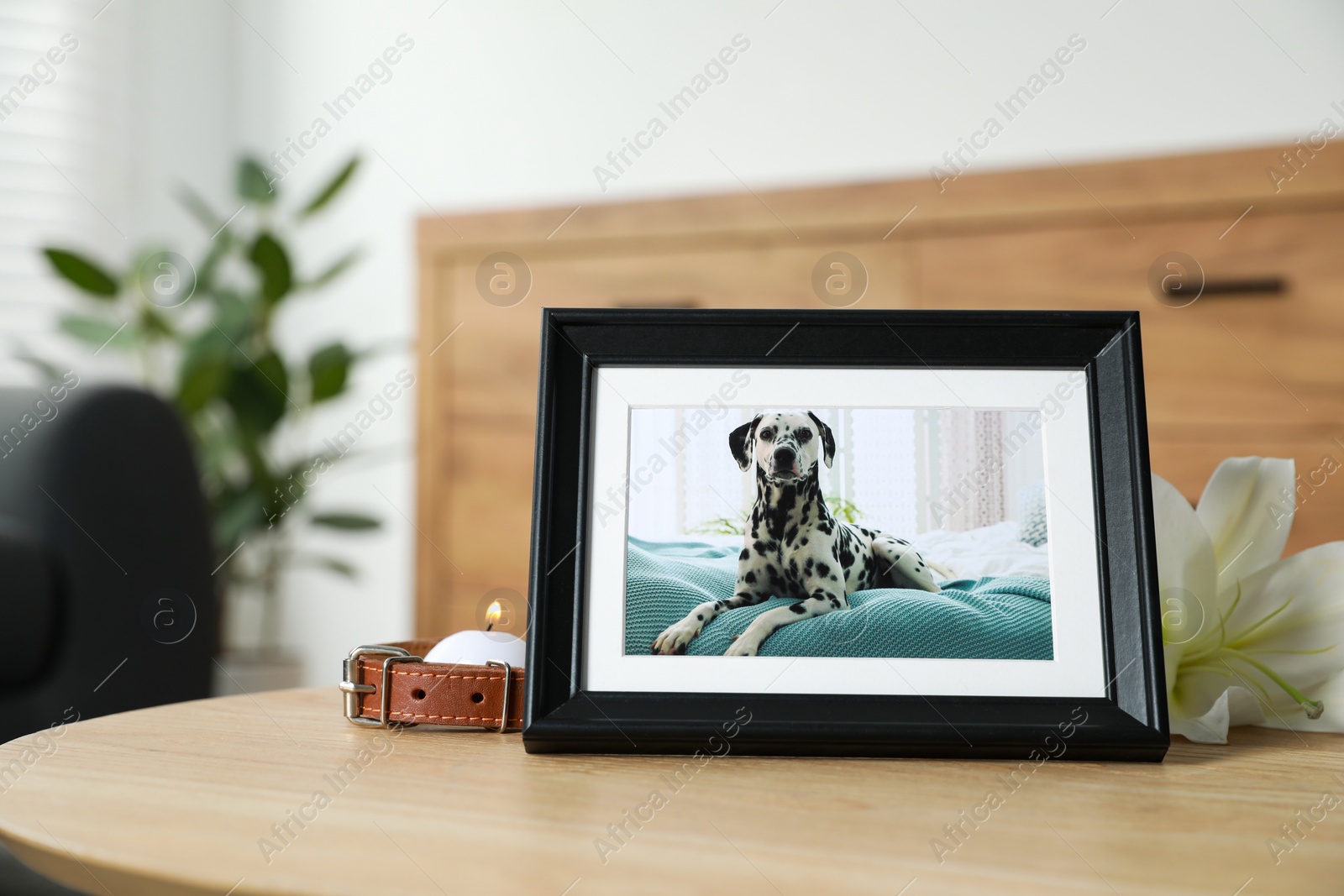 Photo of Pet funeral. Frame with picture of dog, collar, burning candle and lily flower on wooden table indoors