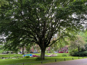 Photo of Beautiful big tree with green leaves near city canal