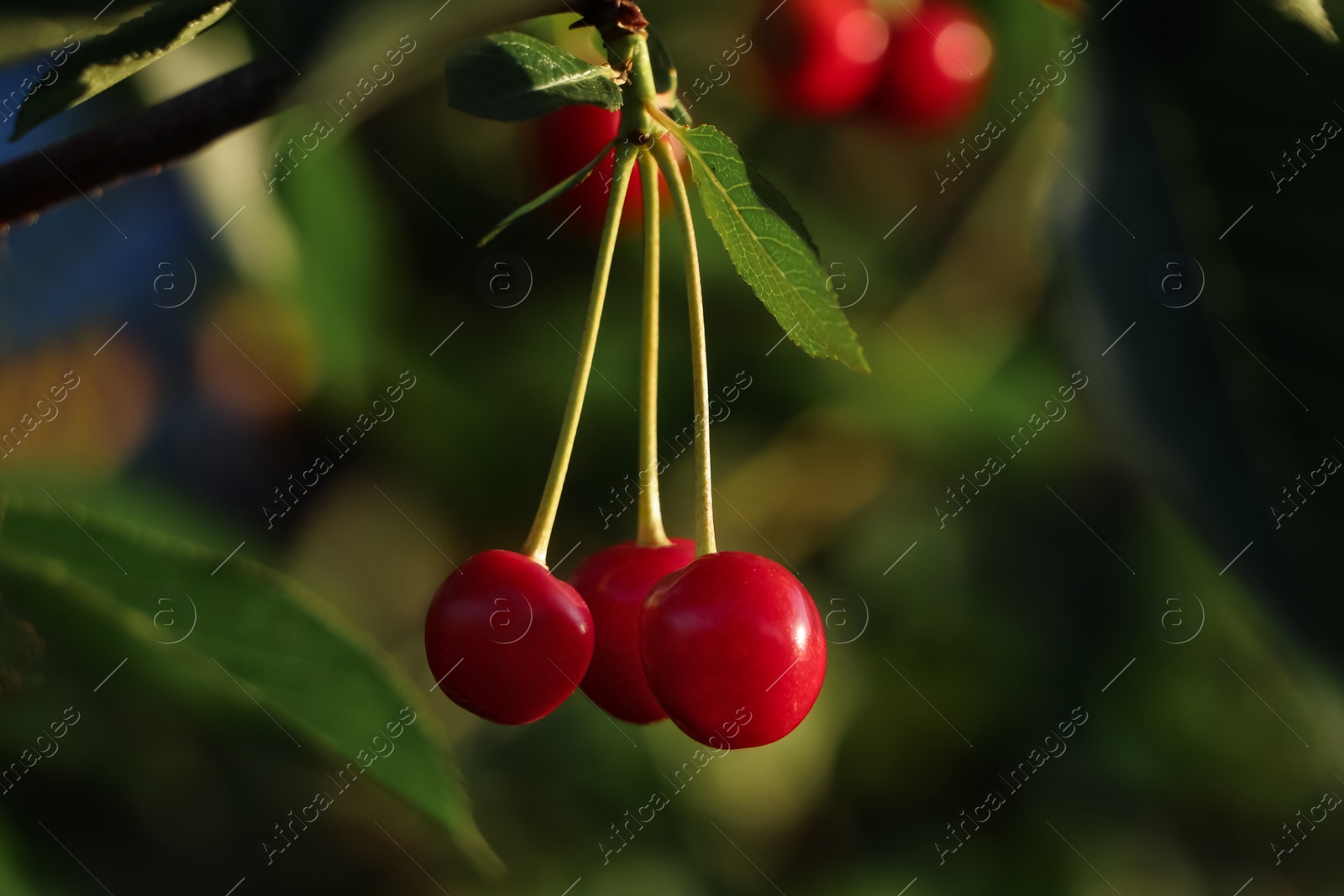 Photo of Closeup view of cherry tree with ripe red berries outdoors