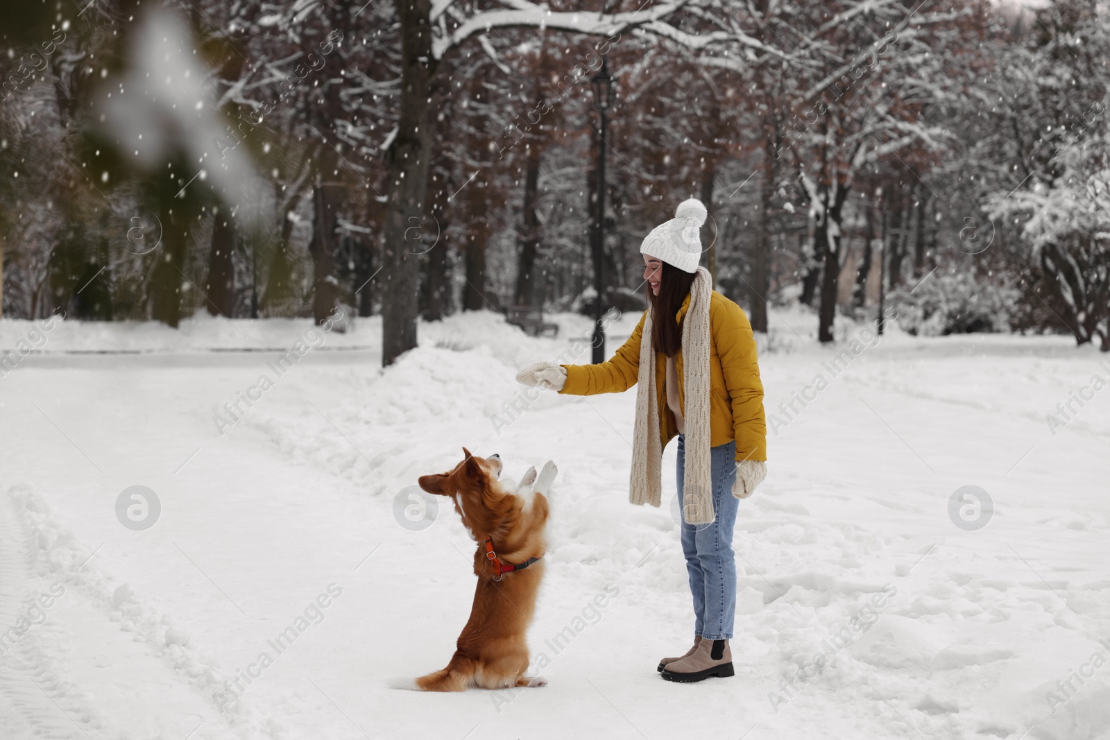 Photo of Woman playing with adorable Pembroke Welsh Corgi dog in snowy park