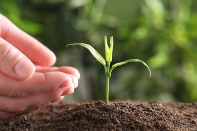 Photo of Woman protecting young green seedling in soil against blurred background, closeup