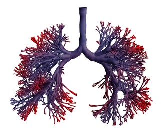 Illustration of Abstract silhouette of human lungs on white background, illustration