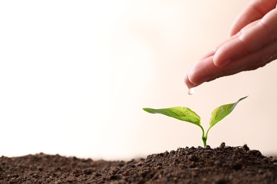 Photo of Farmer pouring water on young seedling in soil against light background, closeup. Space for text