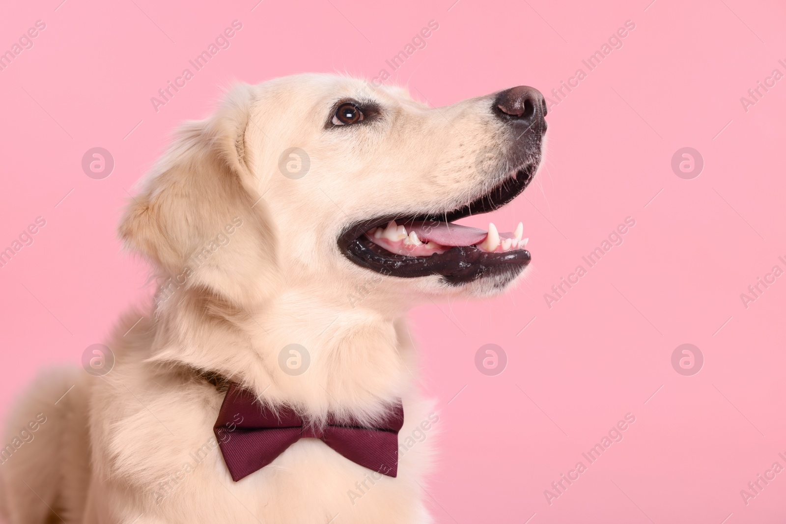 Photo of Cute Labrador Retriever with stylish bow tie on pink background. Space for text