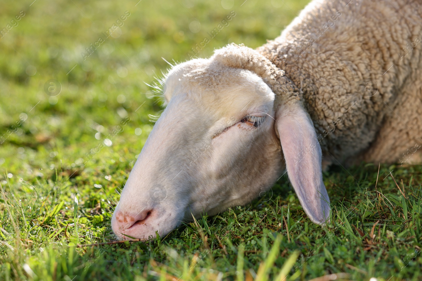 Photo of Cute sheep sleeping outdoors on sunny day. Farm animal