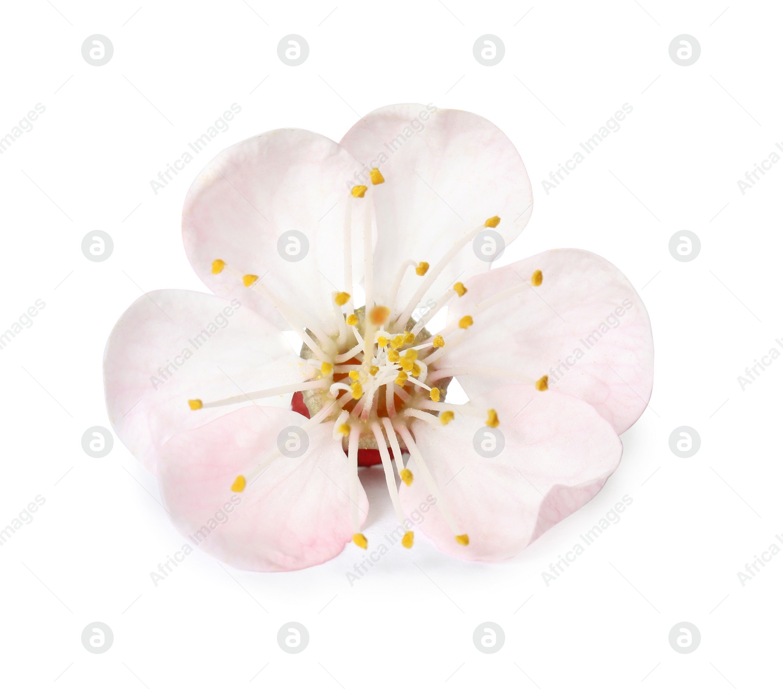 Photo of Beautiful apricot tree blossom on white background. Springtime