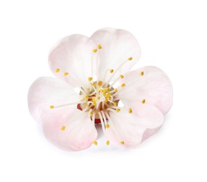 Beautiful apricot tree blossom on white background. Springtime