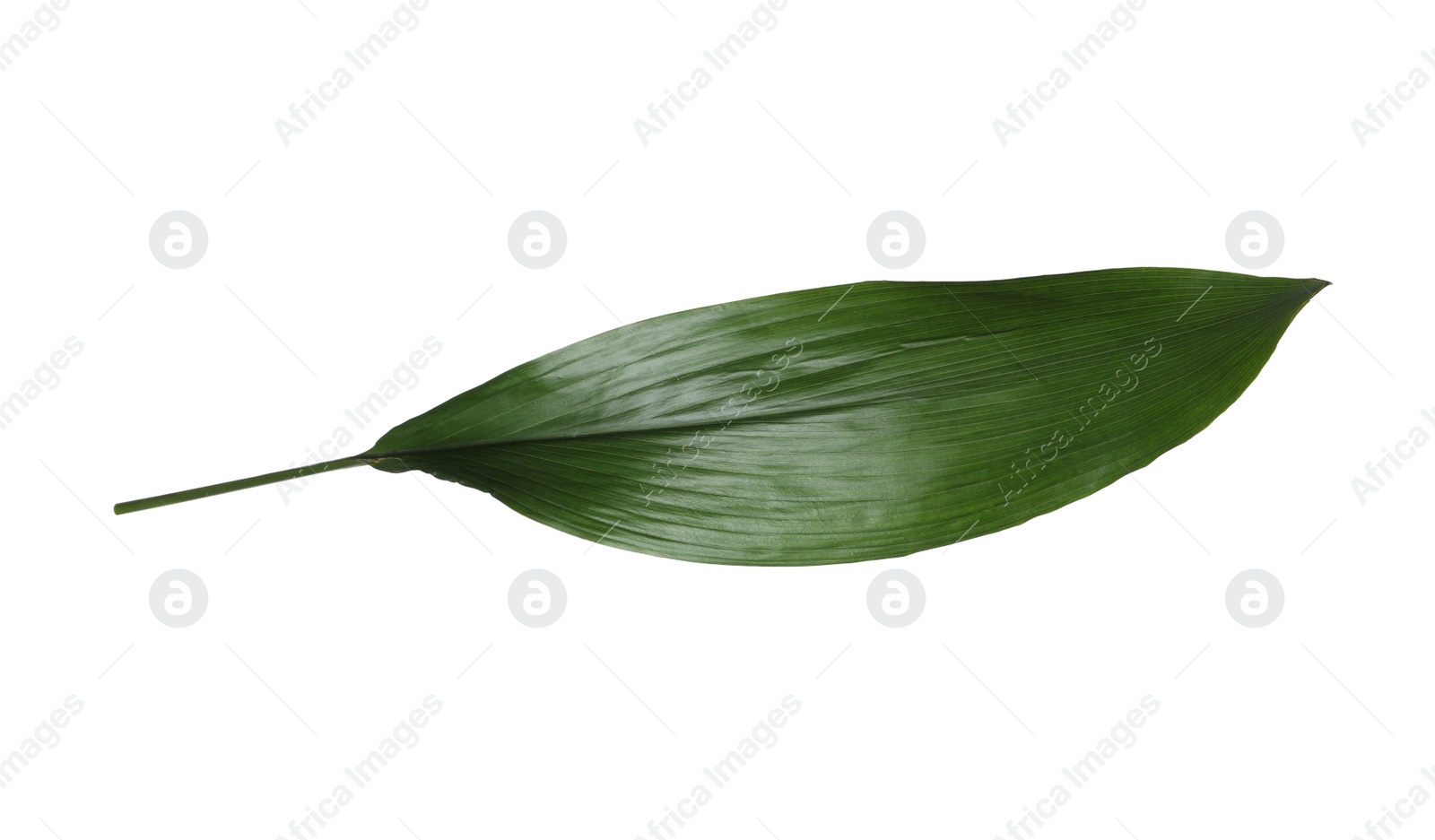 Photo of Leaf of tropical aspidistra plant isolated on white