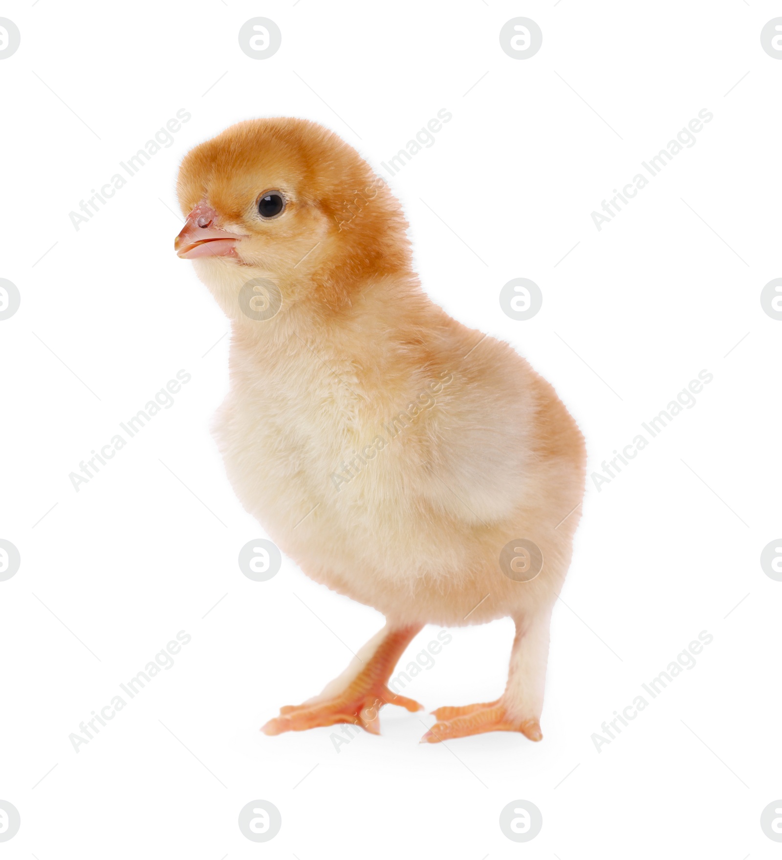 Photo of Cute fluffy baby chicken on white background