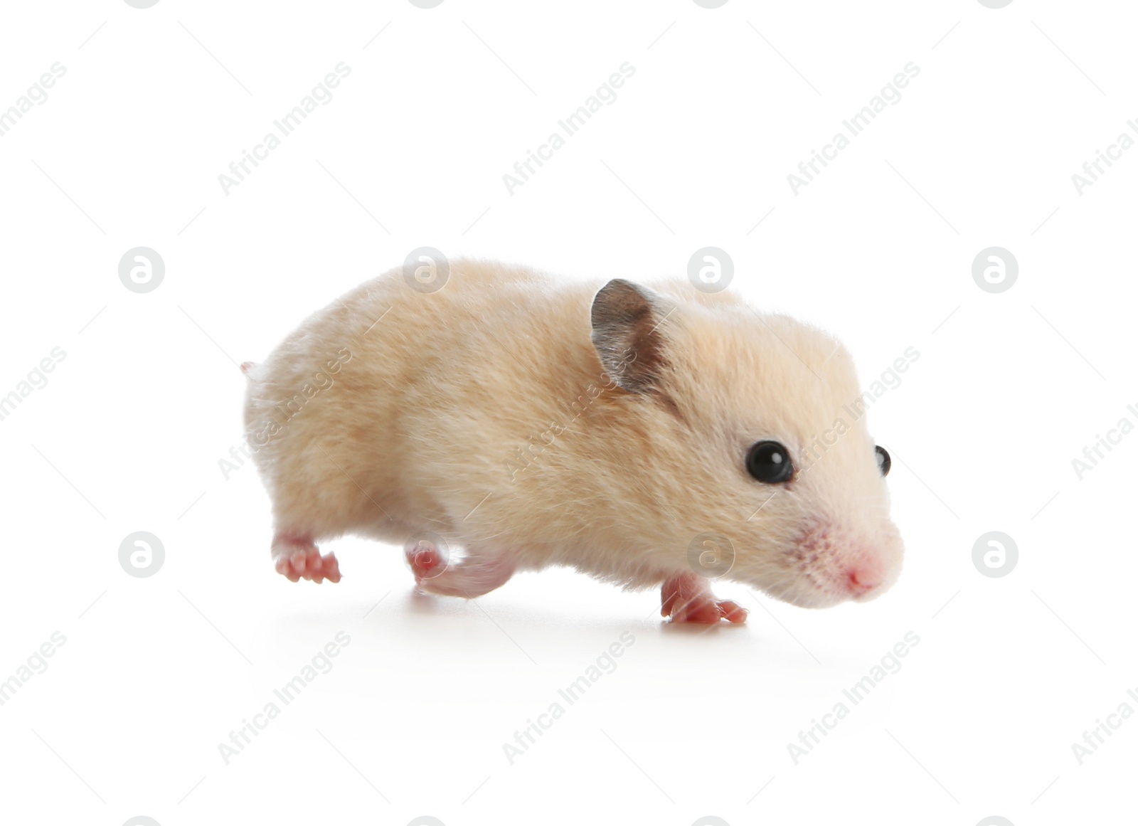 Photo of Adorable Syrian hamster on white background. Small pet