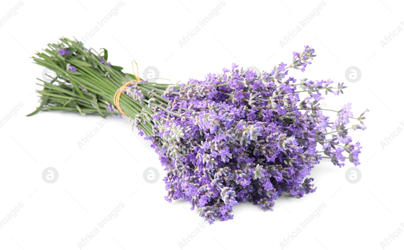 Photo of Beautiful tender lavender flowers on white background