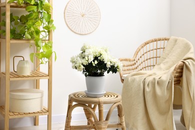 Photo of Beautiful azalea plant in flower pot on wooden table in room